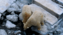 В новосибирском зоопарке сняли смешное видео, как медвежата-двойняшки исследуют льдины