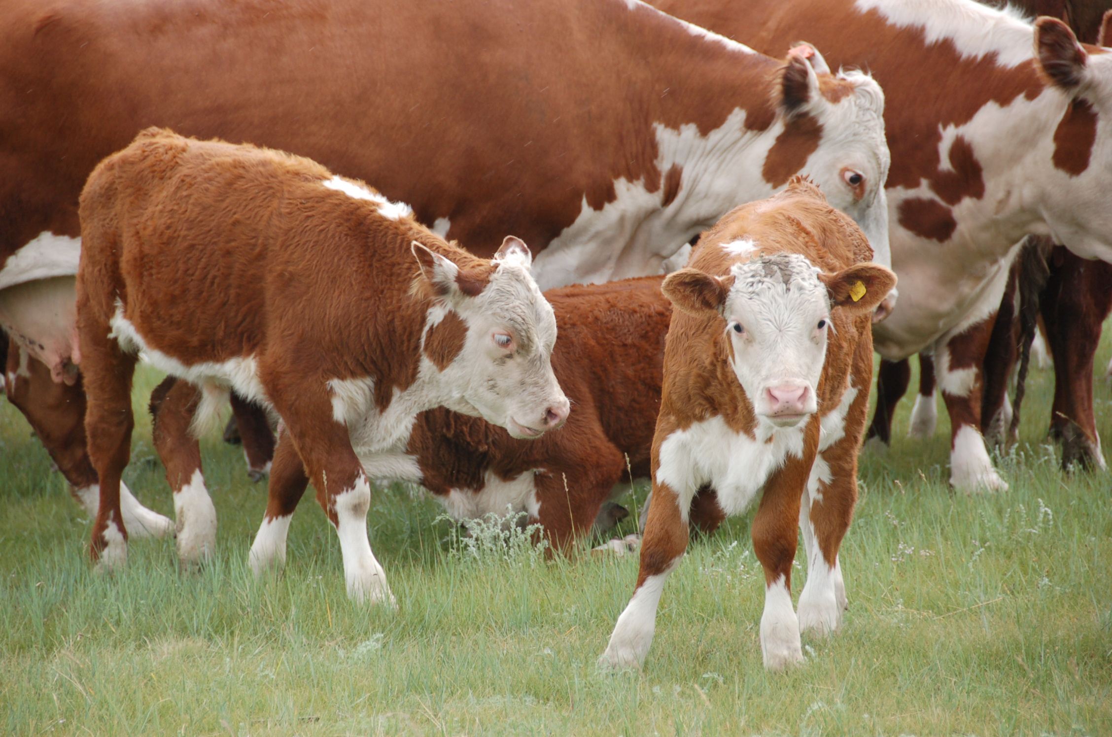 Сейчас на ферме живет уже 38 голов крупного рогатого скота
