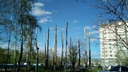 Затулинский Стоунхендж: новосибирцы возмутились высокими столбами вместо деревьев у себя во дворе