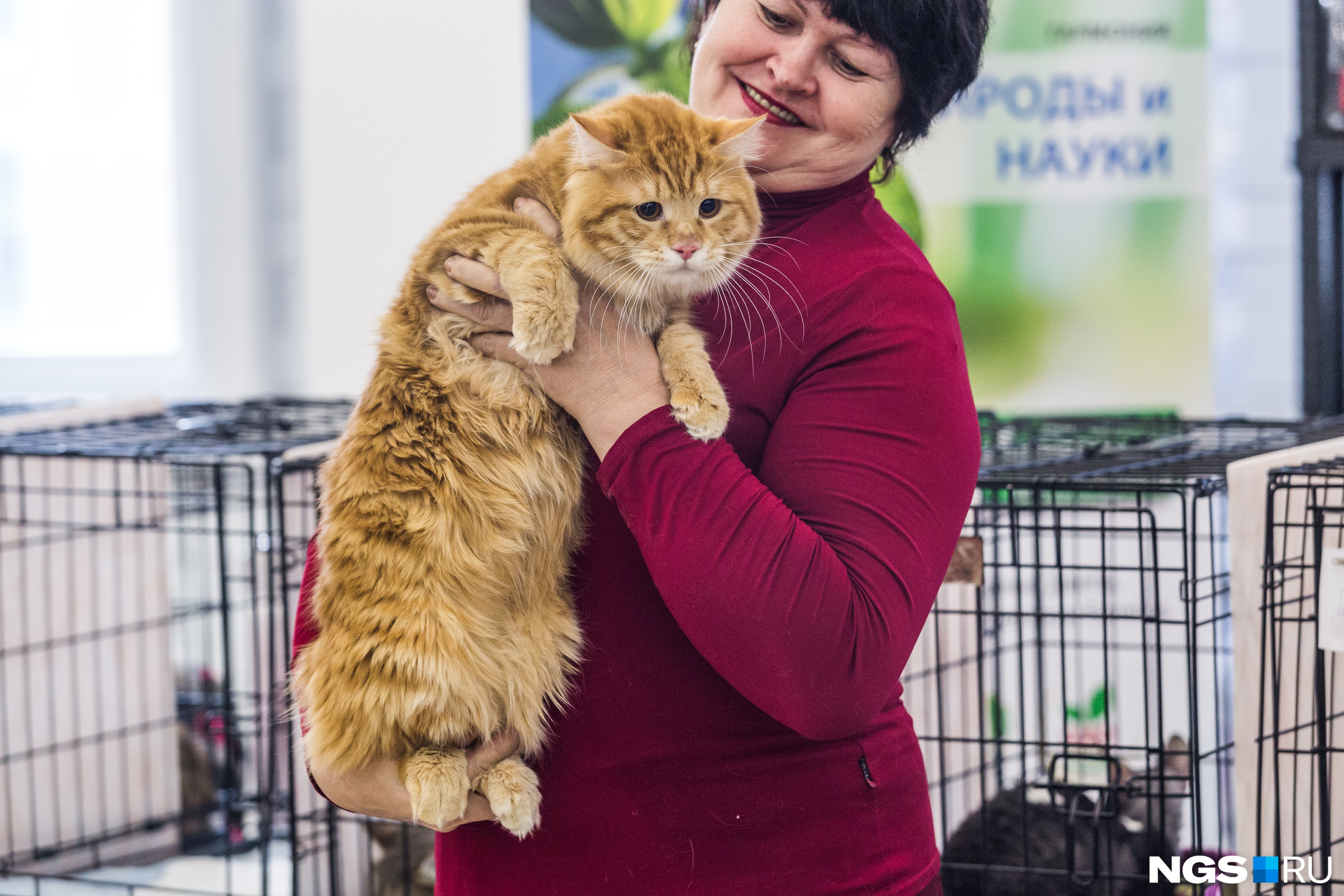 Владельцы котов не всем дают погладить животных Владельцы котов не всем дают погладить животных