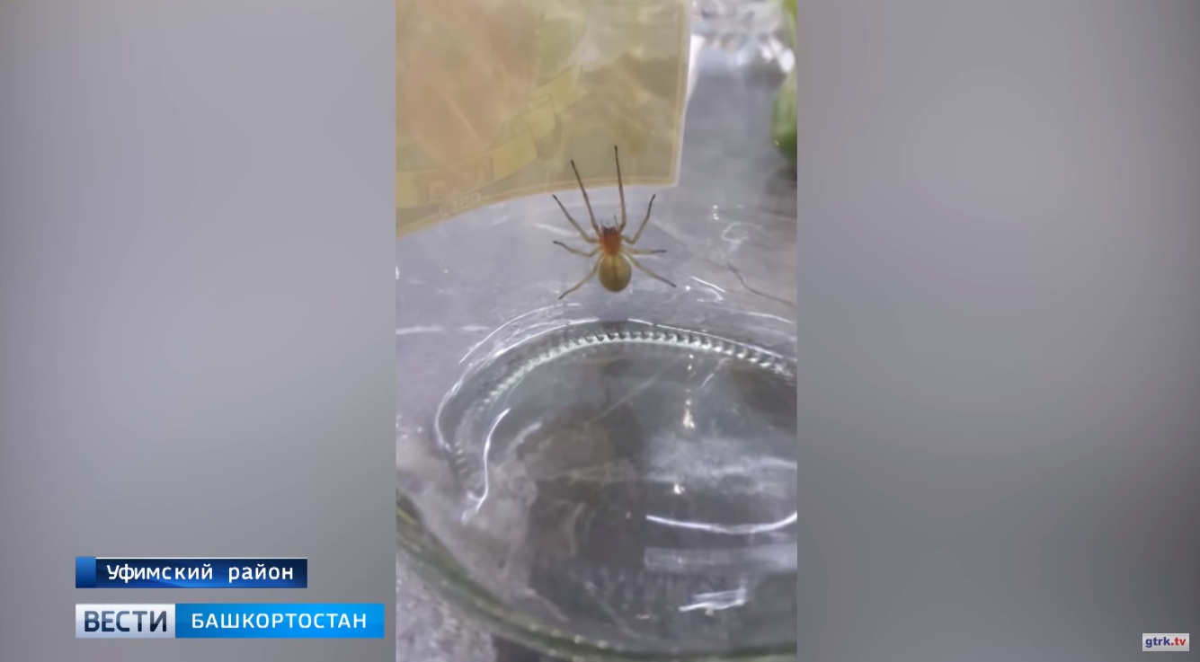 Паук ядовит, но яд его для человека не смертелен Паук ядовит, но яд его для человека не смертелен