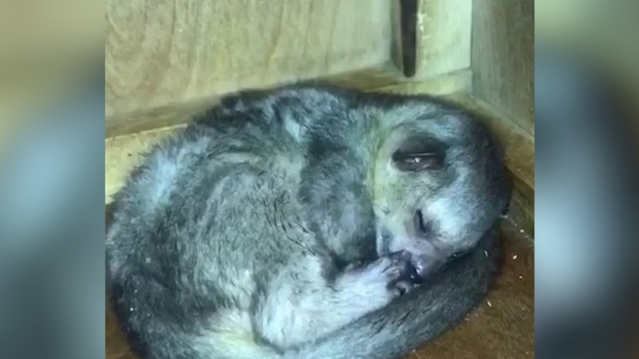 «Очень привязан к маме»: челябинцам показали родившегося в зоопарке «медового мишку»