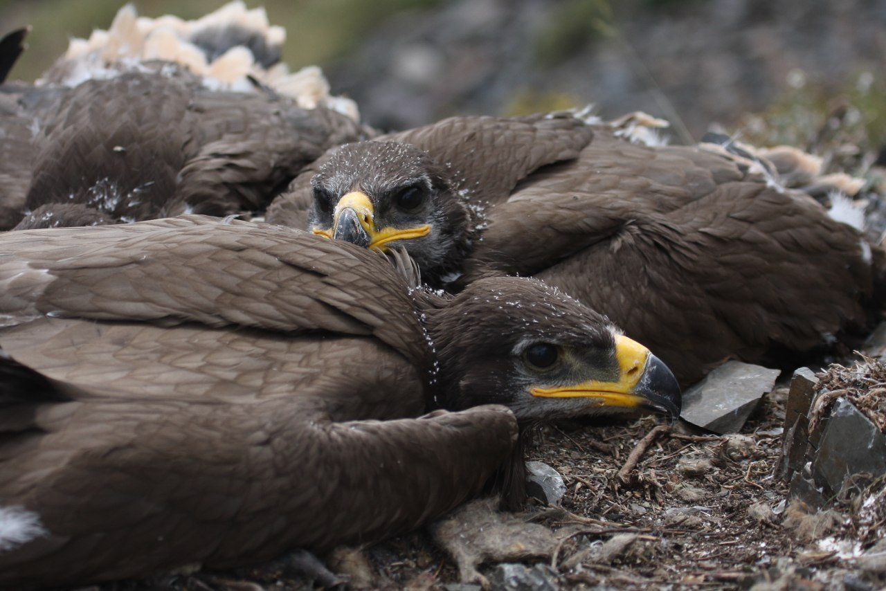 На балансе учёных 13 орлов, перемещения которых они отслеживают