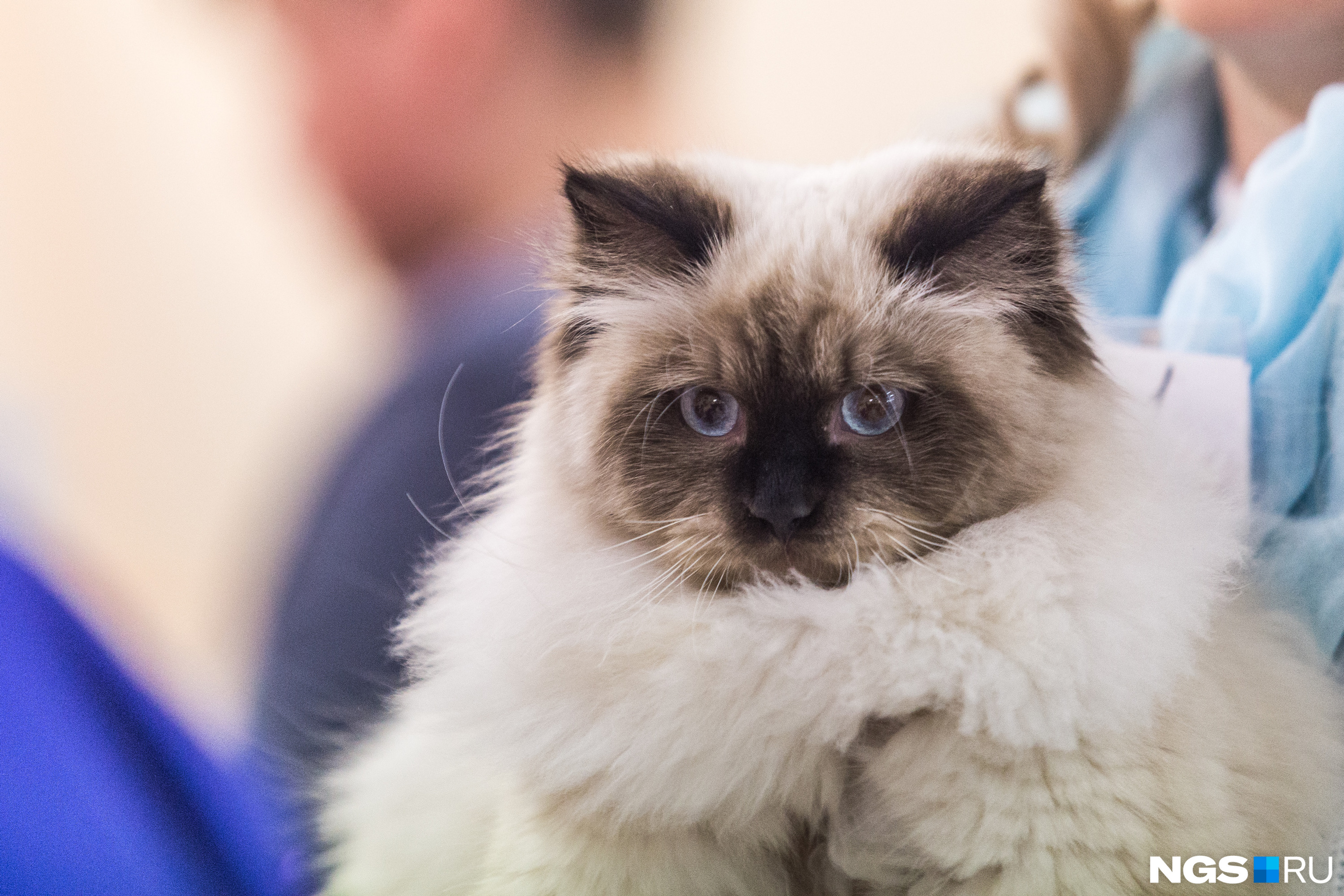 На выставке можно было купить котёнка любой породы На выставке можно было купить котёнка любой породы