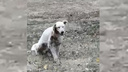 «Придется отрезать ухо»: в Волгограде живодеры расстреляли в упор одинокого бродячего пса