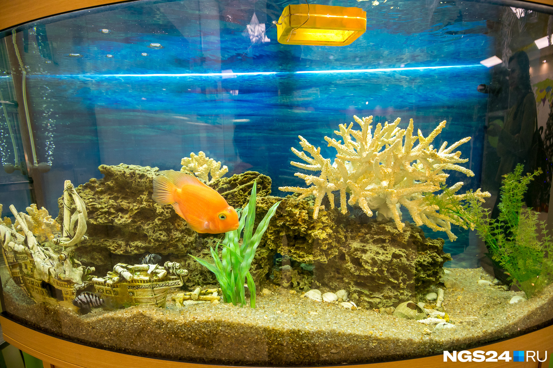 В холле стоит аквариум с прелестной золотой рыбкой