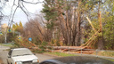 В Академгородке из-за сильного ветра упали деревья и дорожные знаки