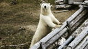 Все на пляж, а он — в Арктику. Как ярославский фотограф испугал на Севере белого медведя
