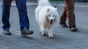 Владельцев собак в Ярославле обяжут иметь справки об умении обращаться с животными