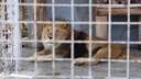 «Кашляет, как будто умирает»: льва из челябинского зоопарка предложили отправить на пенсию