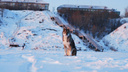 «Холодные массы с морей»: в Архангельскую область наконец-то придут морозы