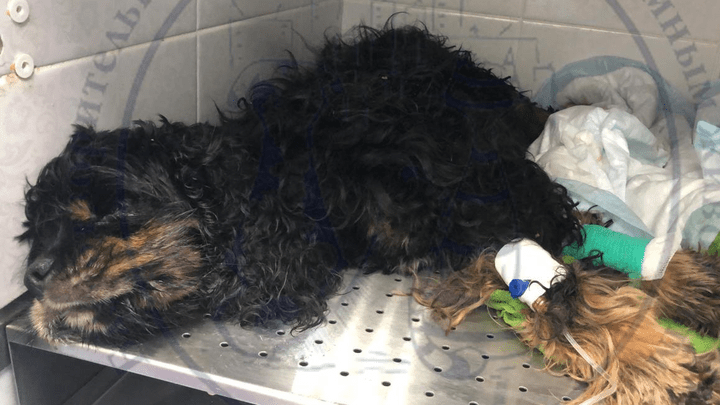 Хозяйка собак, пострадавших при пожаре в Екатеринбурге: «Мне не разрешают забрать даже труп»