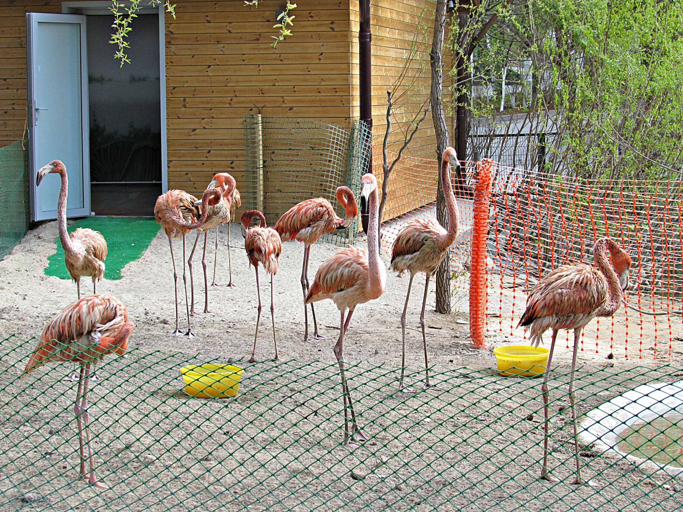 зоопарк фламинго