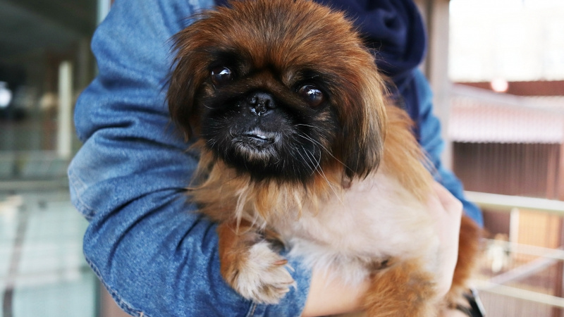 «Хозяева предали её». Нижегородские ветеринары спасли собачку с экзотической внешностью от рака