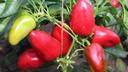 Новосибирские учёные вывели сорта овощей «египетская сила» и «семёновна»