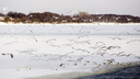 Спасатели достали тело из-подо льда: в Ярославской области в реке обнаружили мёртвого мужчину