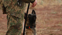 Пермская служебная собака Адреналина сдала экзамены в Самарской области