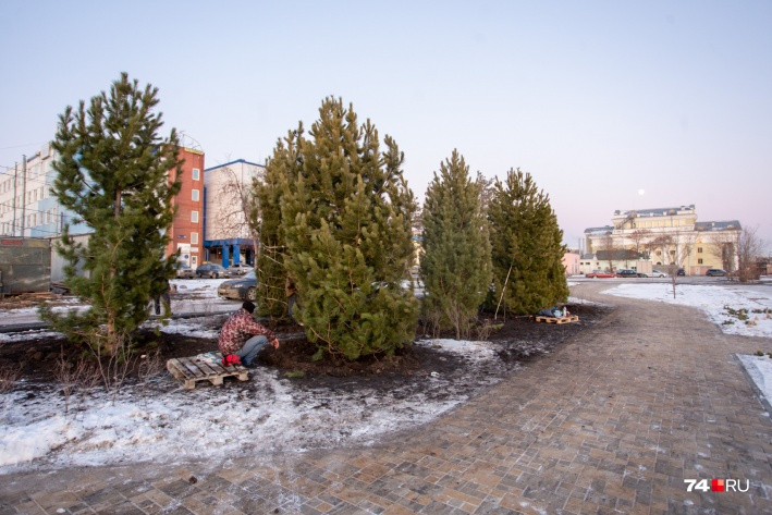 Девять сибирских сосен (в простонародье — кедров) высадили в начале декабря