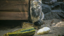 Несите кабачки: новосибирский зоопарк объявил сбор овощей для животных