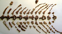 Ученые самарского политеха нашли скелет древней амфибии