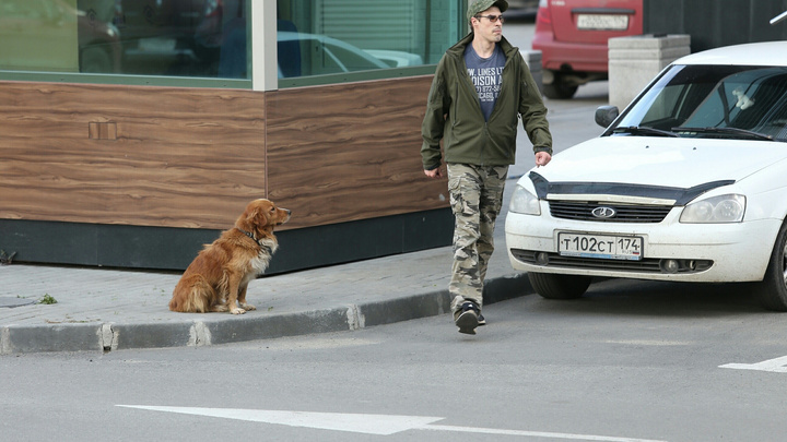 Боимся домой идти: стая собак поселилась у «Территории бизнеса» в Челябинске и нападает на людей