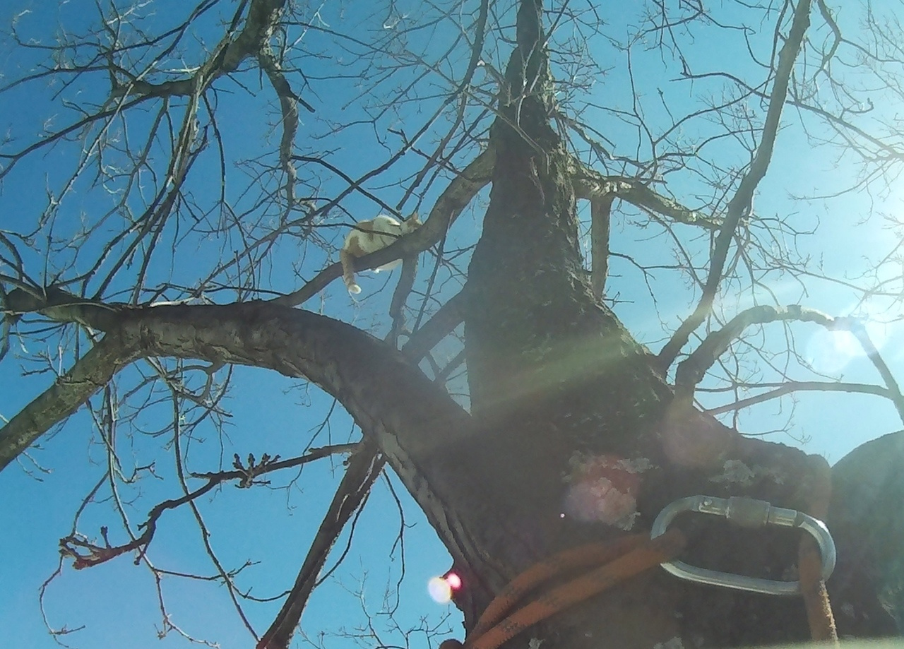 Спасатель лезет за котом, забравшимся на дерево