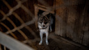 «Там творилась настоящая вакханалия»: зоозащитники вновь обвиняют Центр по проблемам домашних животных