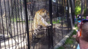 Видео: тигр влюбился в посетительницу зоопарка в необычной блузке