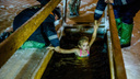 В ледяную воду ныряли даже дети: как ярославцы ночью отметили Крещение у иорданей