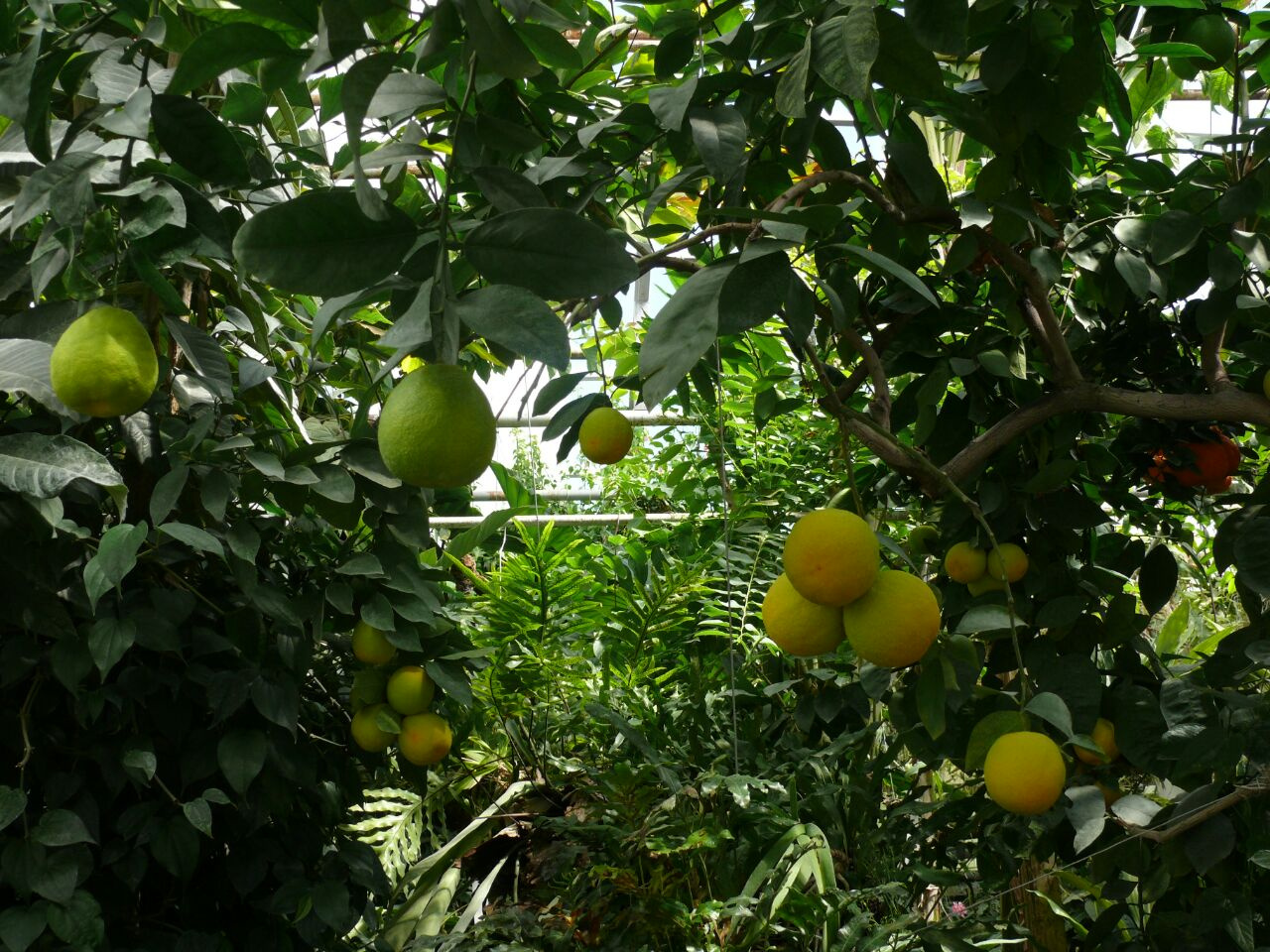 Мандарины, лимоны и другие фрукты растут на разных ветках
