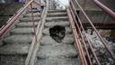 На опасной лестнице в Ленинском районе появилась дыра: ступени не ремонтируют полтора года
