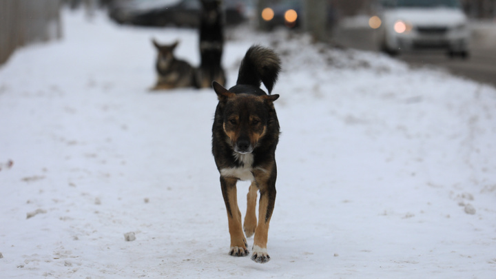 В Красноярске приостановлен отлов бездомных собак