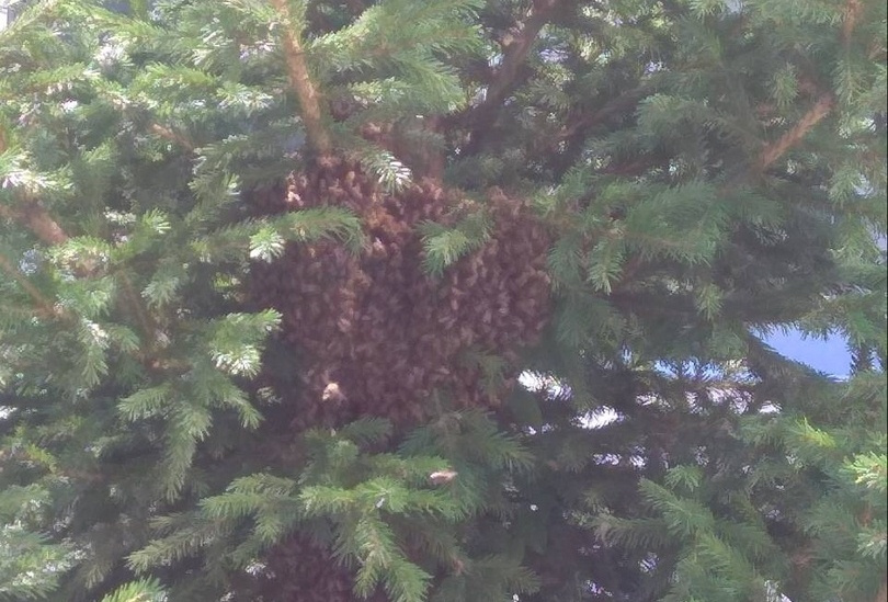 Пчелы поселились на дереве