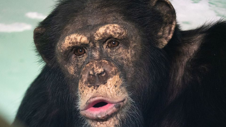 Шимпанзе из зоопарка устроили очень эмоциональную фотосессию