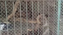 «Животных грозят пустить на еду»: на трассе под Самарой нашли семью медведей в клетке