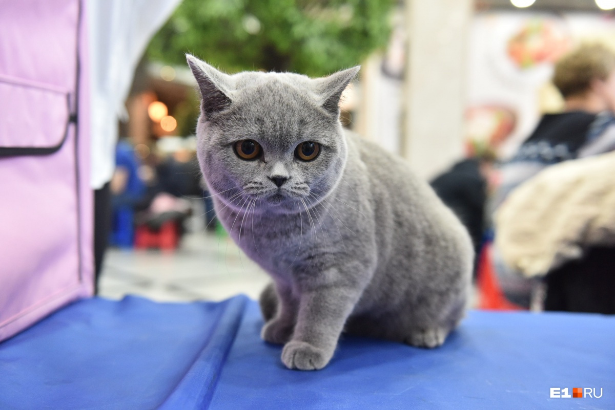 Котята екатеринбург. Выставка кошек сравнение монопородка британцев.