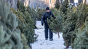 Зацени ёлочку: сколько стоят новогодние деревья в Челябинске