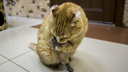 Железный котяра: в Новосибирске живет кот с титановыми лапками (видео)
