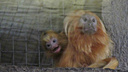 Видео: у милых обезьянок из Новосибирского зоопарка родились детёныши