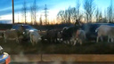 На окружной дороге козы бросаются под колёса машин: видео
