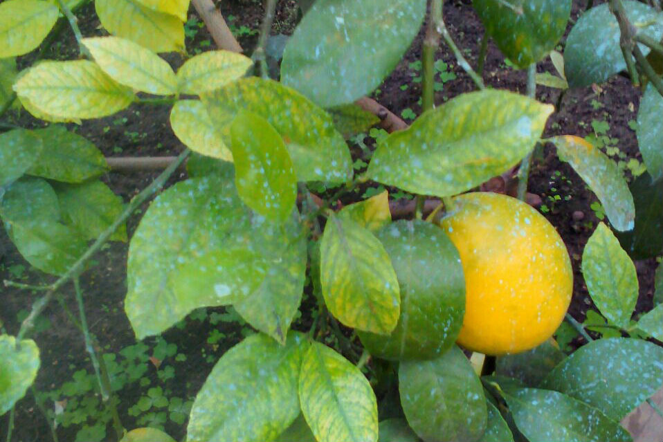 Лимон Пандероза, вес плодов может достигать 600 граммов