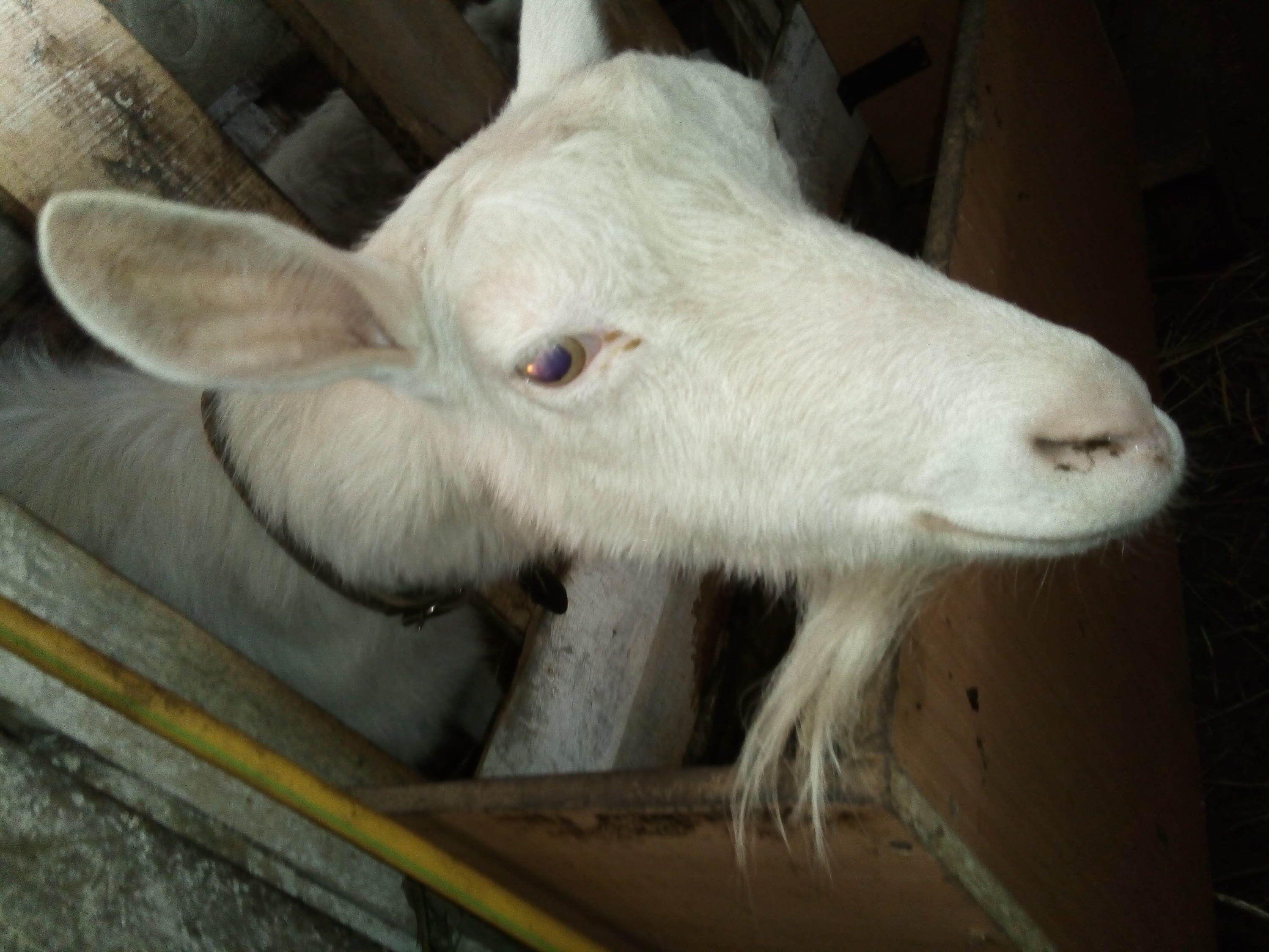 Алексей Крестьянов договорился о строительстве цеха по производству хамона с одним фермером, который разводит коз...