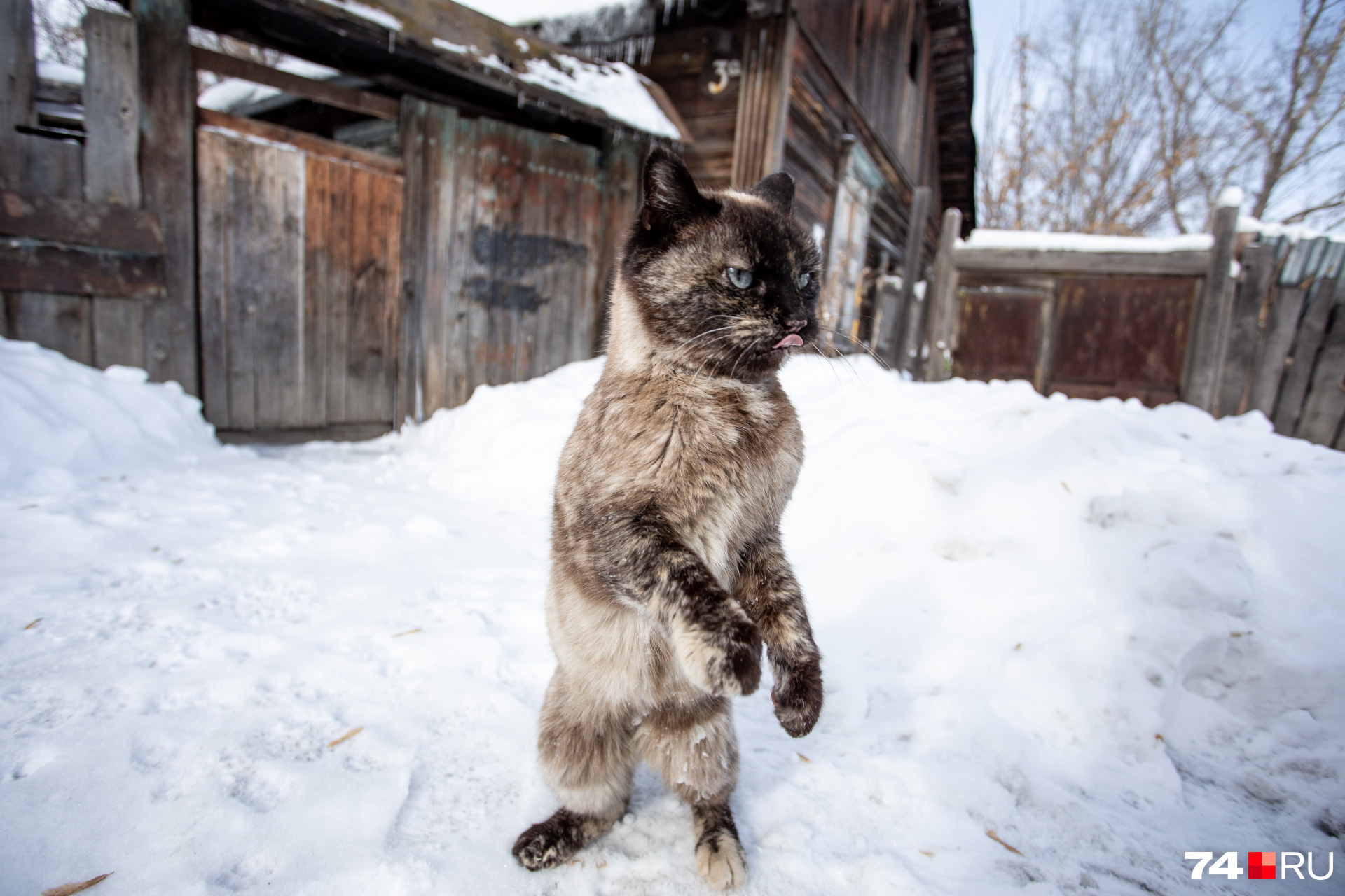 Кошки в поселке мелькомбината чужим прохода не дают: требуют погладить