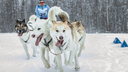 Хаски, самоеды и даже доберманы: на Рождество в Самаре пройдут гонки на собачьих упряжках