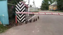 Видео дня. Деловые утки строем идут на завод