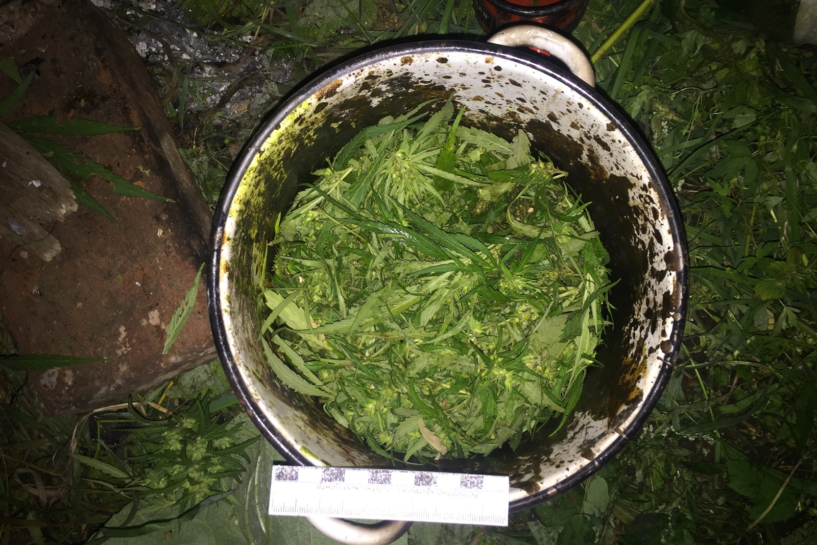 Флюорография марихуана выращивание конопля голландия