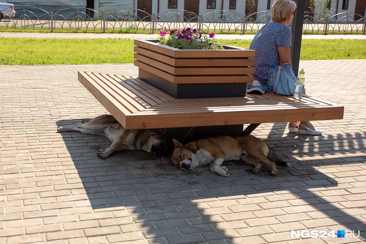 Этих собак мы заметили в центре города, а на окраинах можно увидеть и бродящих по газонам коров Этих собак мы заметили в центре города, а на окраинах можно увидеть и бродящих по газонам коров