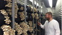 Смешные грибочки: бывший кавээнщик открыл ферму, где выращивают грибы на соломе