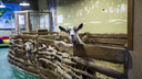 Белки по 300: контактный зоопарк не выдержал нового закона и устроил распродажу животных