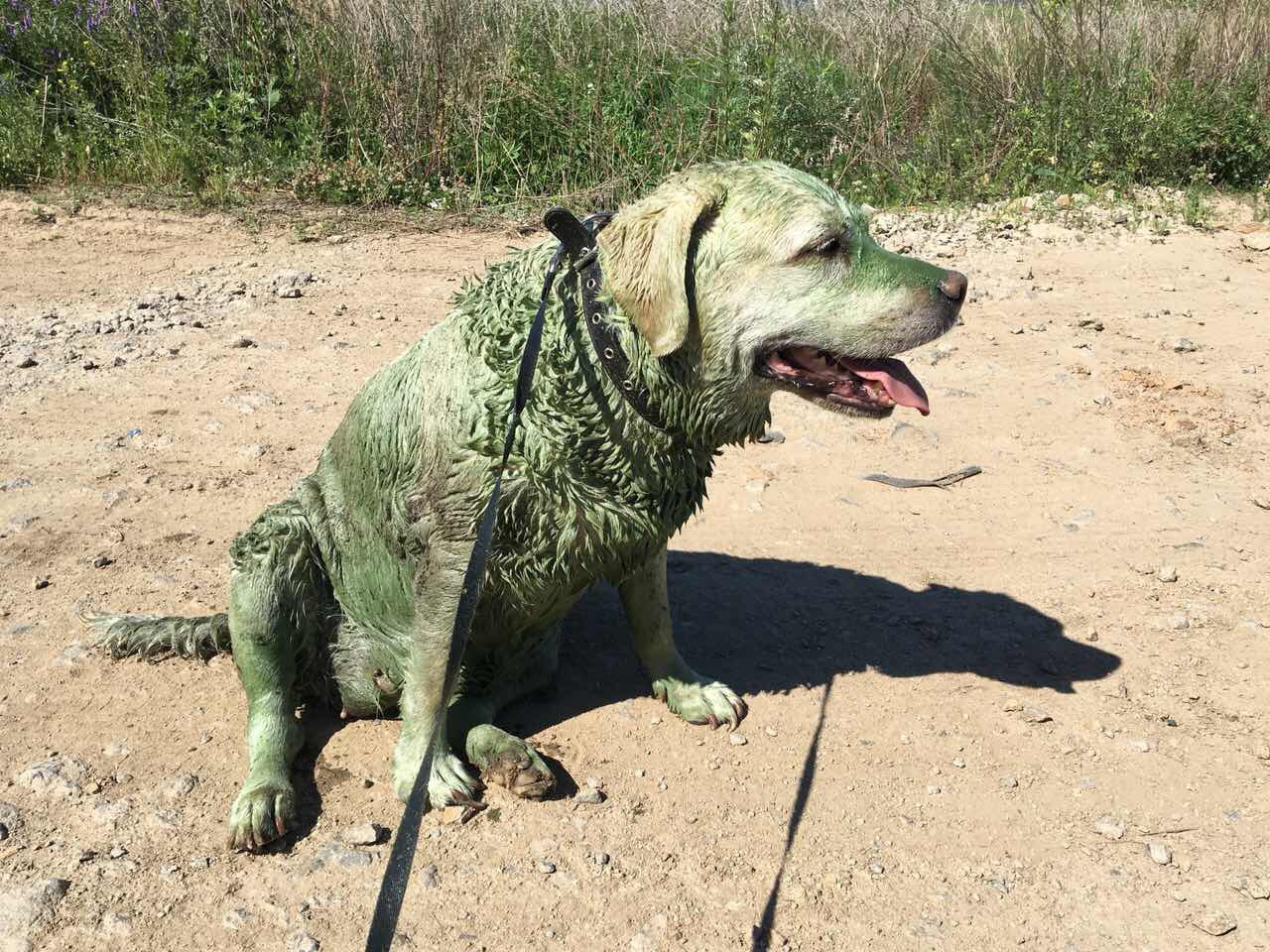После купания в Шершнях даже собака становится похожей на крокодила